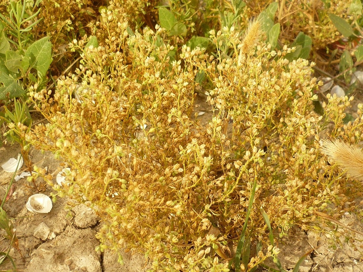 Spergula marina (Caryophyllaceae)